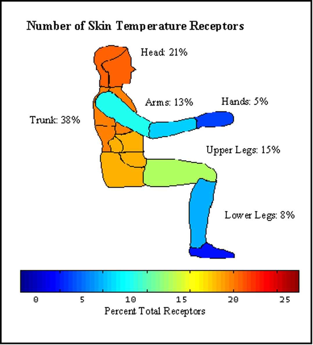 Skin Temperature Receptors Open Water Chicago