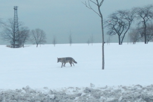 jan_15_2011_1